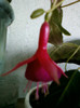 fuchsia rosu cu ciclam