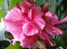 26 iulie 2012-flori 010
