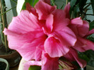 26 iulie 2012-flori 012
