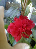 26 iulie 2012-flori 023