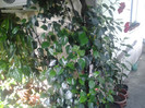 tufe de hibiscusi