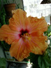 hibi holliday yellow
