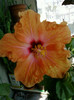 26 iulie 2012-flori 025