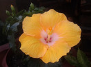 hibiscus havana