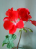 26 iulie 2012-flori 042