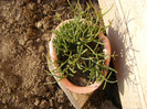 rhipsalis pilocarpa