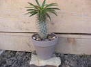 pachypodium lamerei