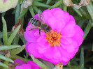 Bee on Portulaca (2012, July 25)