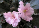 Saintpaulia Pink Lady
