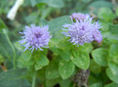 Ageratum houstonianum (2012, July 25)