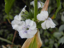 Dianthus barbatus (2012, July 24)