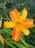 Hemerocallis Frans Hals (2012, July 25)