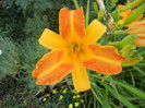 Hemerocallis Frans Hals (2012, July 25)