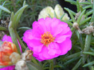 Portulaca grandiflora (2012, July 25)