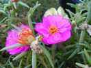 Portulaca grandiflora (2012, July 25)
