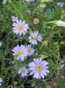 Swan River Daisy (2012, July 25)