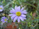 Swan River Daisy (2012, July 25)