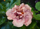 P1160262