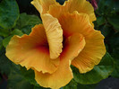 P1160268