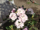 Rhodo Gomer Waterer