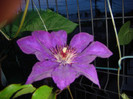 Clematita PiIlu