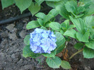 Hydrangea macrophilla  bleu