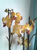 Phalaenopsis Bee Sting
