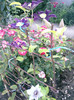 clematis primul an