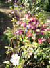 clematis primul an