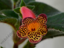 NEW - Kohleria Yf´s Ossia
