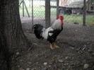 cocos ital ag