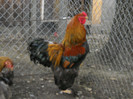 cocos brahma potarnichie