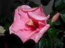 Hibiscus Long Life