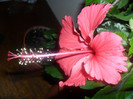 Hibiscus Cooperi Rose Flake