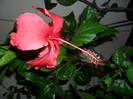 Hibiscus Rouge Tropique