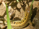 Yellow Grey lizard, 24jul2012