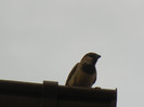 House Sparrow_Vrabiuta (2012, Jul.26)