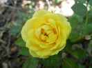 Yellow Miniature Rose (2012, Jul.25)
