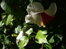 P1160331