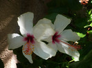 P1160337