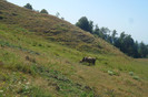 fagaras