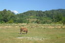 vaca