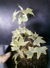 hedera variegata-decedata...  :(