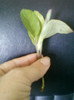 marantha tricolor