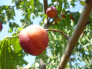 P1010140
