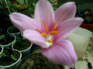 zephyranthes rosea