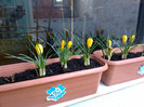 crocus in martie