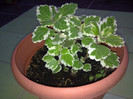 plectranthus
