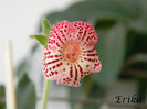 Maja Graddnos 18-07-2012