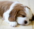 adorable-cute-dog-453144